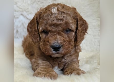 Cavapoo welpen