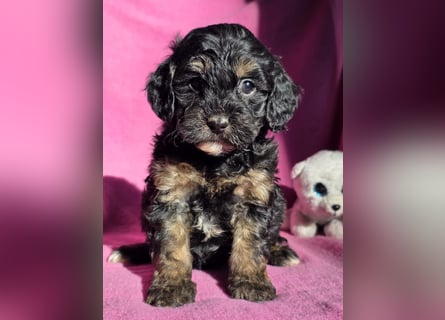 Cavapoo welpen