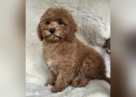 Cavapoo welpen