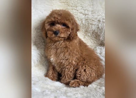 Cavapoo welpen