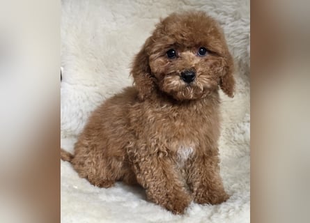 Cavapoo welpen