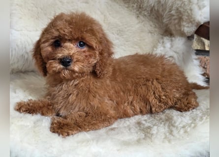 Cavapoo welpen