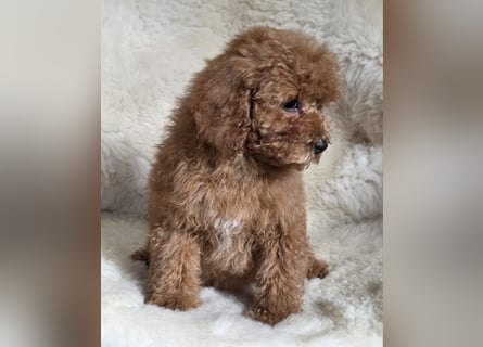 Cavapoo welpen