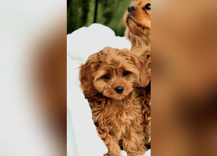 F1-CAVAPOO-WELPEN aus Etischer Zucht mit FCI-reinrassigen Eltern!  CHAMPION BLUTLINIE