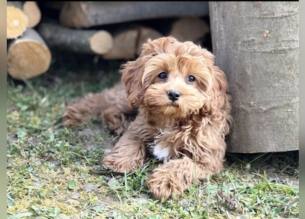 F1-CAVAPOO-WELPEN aus Etischer Zucht mit FCI-reinrassigen Eltern!  CHAMPION BLUTLINIE