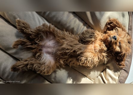 F1-CAVAPOO-WELPEN aus Etischer Zucht mit FCI-reinrassigen Eltern!  CHAMPION BLUTLINIE