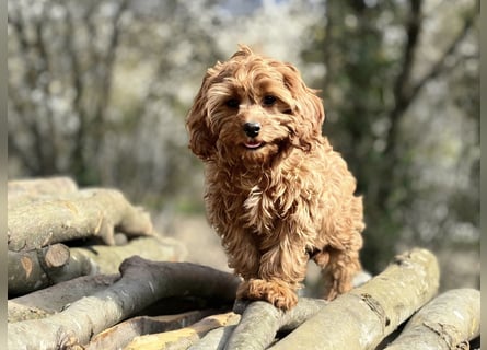 F1-CAVAPOO-WELPEN aus Etischer Zucht mit FCI-reinrassigen Eltern!  CHAMPION BLUTLINIE