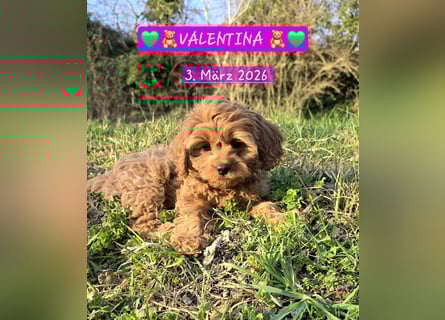 F1-CAVAPOO-WELPEN aus Etischer Zucht mit FCI-reinrassigen Eltern!  CHAMPION BLUTLINIE