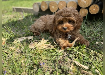F1-CAVAPOO-WELPEN aus Etischer Zucht mit FCI-reinrassigen Eltern!  CHAMPION BLUTLINIE