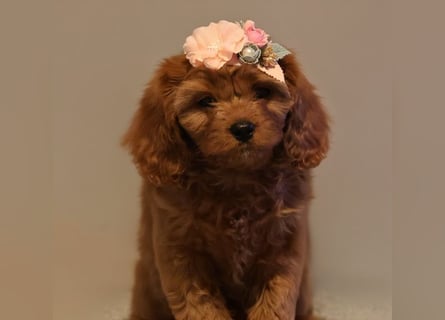 F1-CAVAPOO-WELPEN aus Etischer Zucht mit FCI-reinrassigen Eltern!