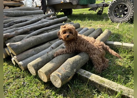 F1-CAVAPOO-WELPEN aus Etischer Zucht mit FCI-reinrassigen Eltern!  CHAMPION BLUTLINIE