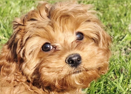 F1-CAVAPOO-WELPEN aus Etischer Zucht mit FCI-reinrassigen Eltern!  CHAMPION BLUTLINIE