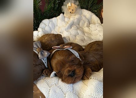 F1-CAVAPOO-WELPEN aus Etischer Zucht mit FCI-reinrassigen Eltern!