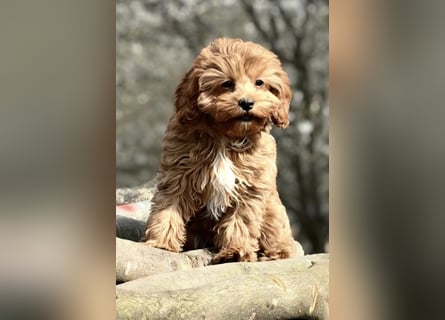 F1-CAVAPOO-WELPEN aus Etischer Zucht mit FCI-reinrassigen Eltern!  CHAMPION BLUTLINIE