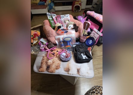 Zuckersüße Toy Pudel suchen ihr Zuhause