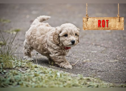 5 Wunderschöne Maltipoo-Welpen suchen ein neues, liebevolles Zuhause!