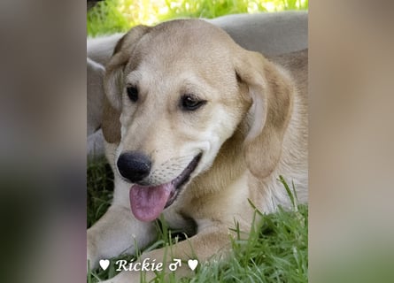 Ralfie, Roberta, Robbie und Rickie suchen eine Familie