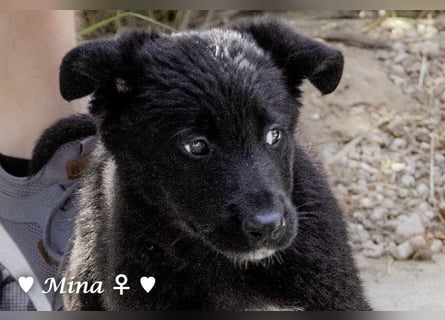 Vier wunderschöne Schäferhundmischlinge suchen ein Zuhause