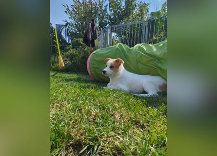 Canaan Dog-Welpe (Kanaan-Hund)