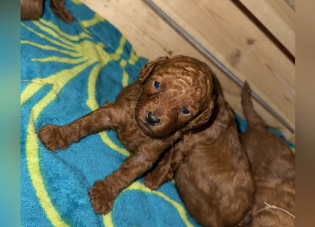 Kleine Toy Pudel rot braun (asiatische Linie)
