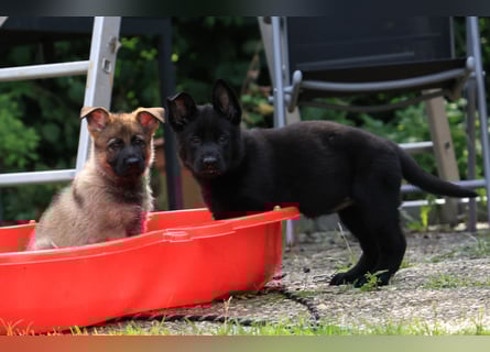 Schäferhund, Welpen, gerader Rücken, SV Papiere