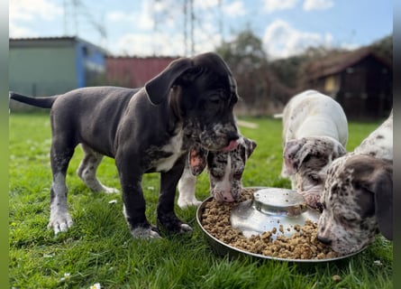 Superschöne nicht ganz reinrassige Deutsche Doggenwelpen können bald ausziehen