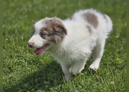 Border Collie Welpen -  Rüden