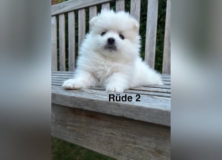 Süße Pomeranian Zwerkspitz Welpen 