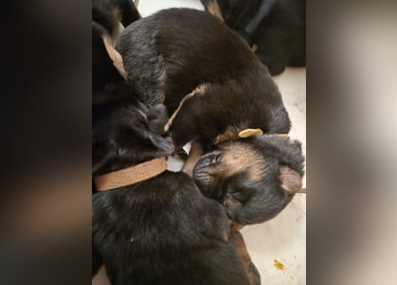 Rottweiler Schäferhund Mischling