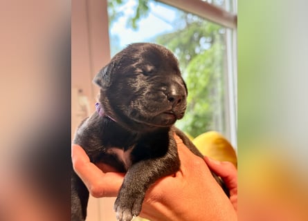 Wurf Cane Corso/Flat & Broholmer
