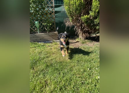 Dieser süße Australian Shepherd Rudel