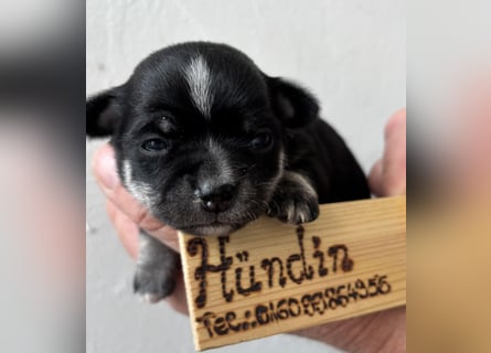 Chihuahua Welpen ab 22.08 abzugeben