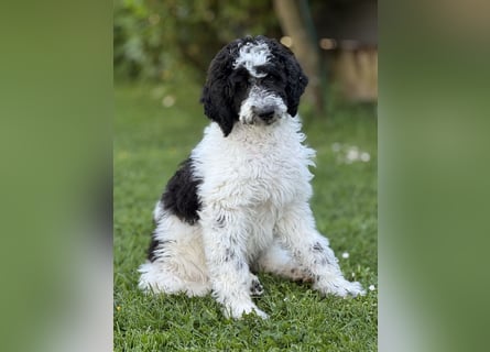 Bezaubernde Königspudel Welpen, Großpudel, Harlekin, Pudel, Videos