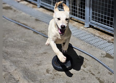 Diego: ein Labbi zum Verlieben