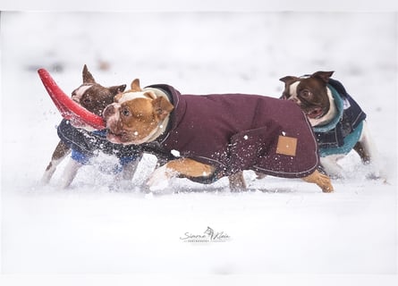 Boston Terrier 