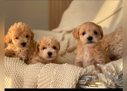 Traumhafte Maltipoo Welpen F1 Malteser Pudel