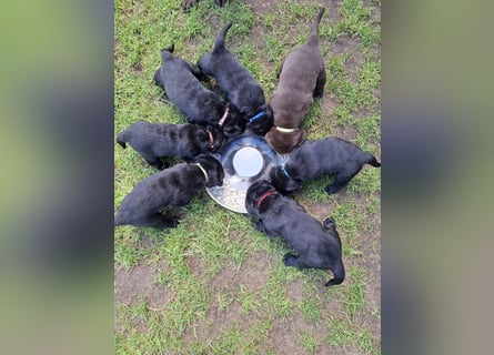 Labrador Welpen mit Ahnentafel
