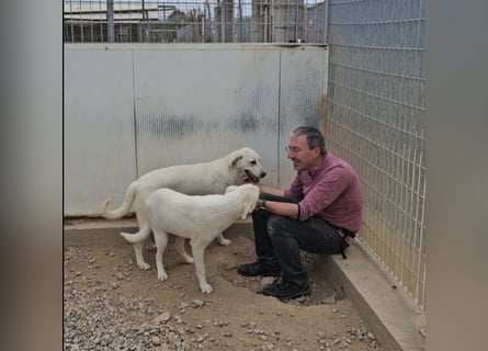 Wayne: Familienhund und treuer Begleiter
