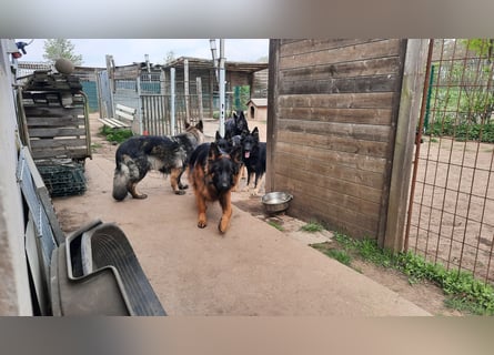 Langstockhaar Schäferhund  Rüde