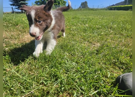 Border Collie Welpen -  Rüden