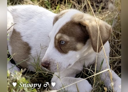 Susi und Snoopy suchen ein Zuhause