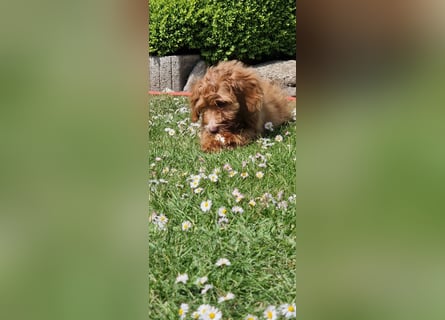 Miniature Aussiedoodle Welpen