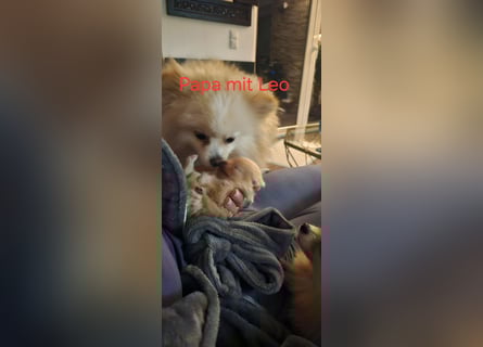 Pomeranian Spitz