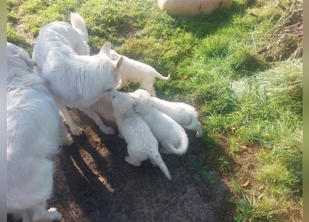 Golden Retriever X Berger blanc Suisse