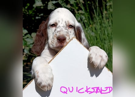 English setter Welpen (3 Rüden, 2 Hündinnen)