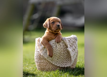 Typvolle Labrador Welpen in Foxred/Dark Foxred aus einer Top Verpaarung