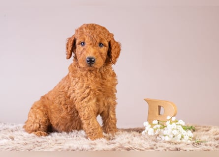 GoldenDoodle - medium mit welligem - lockigem Fell