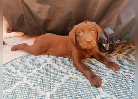 Reinrassige Labradorwelpen