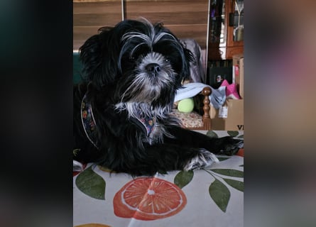 Shih Tzu Mix Welpen vom 18.03.25