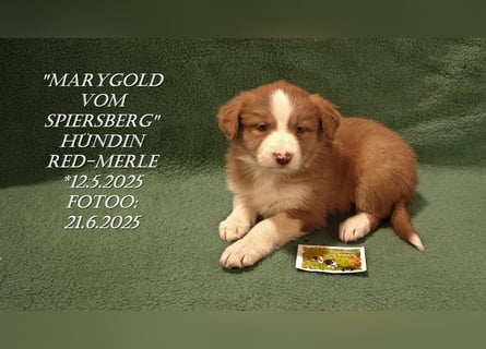 Border Collie-Welpen , black-,choco-,red-white und red-,black-merle